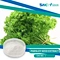 Parsley seed extract is a dietary supplement made from the seeds of the parsley plant.